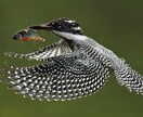野鳥の写真を提供します 日本で見られる野鳥を季節を問わず撮影しています。 イメージ1