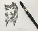 筆ペンで大切なペットの似顔絵を心を込めて制作します 大切なペットなどの肖像画がほしい方へ イメージ3