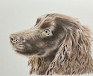 ペット似顔絵を色鉛筆で2Lサイズに描きます 写真を元に色鉛筆でペットの似顔絵をリアルに描きます。 イメージ8