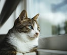一人で抱え込まないで。どんなお話しも優しく聞きます どんな内容でもOK！５分でも！お気軽にお電話ください♪ イメージ9