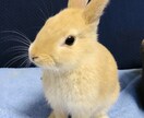 飼いたい人必見！うさぎさんとの生活をお伝えします 近年注目のペットであるうさぎさん。うさ飼いさんの暮らしとは？ イメージ3