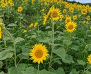 お話し聞きます 日頃の悩み。愚痴など話して少しはスッキリされませんか? イメージ1