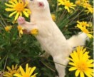 フクロモモンガの飼育相談、お受けします フクロモモンガでお悩みでしたらお気軽にご相談下さいね イメージ1