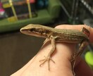 ヘビ、トカゲ、カメ、カエルの飼育相談のります 現在日本産(野生由来)のもの22種50匹ほど飼育中。 イメージ1