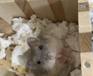 あなたの愚痴、悩み、なんてことないお話、聞きます 楽しいひと時を提供します(^^) イメージ1