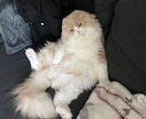 ねこちゃん商品の撮影代行します 現役テレビマンが作成！ねこちゃん動画 イメージ1