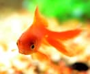 ペットの心をヒーリングします エモーションコード　動物の囚われた感情を解放します。 イメージ3
