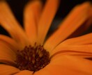 植物、食材を中心に色々な写真を投稿します ミクロの世界への挑戦と探検。まだ見ぬ世界へ。 イメージ3