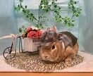 うさぎの癒し写真素材|商用OKます 癒し系うさぎの写真素材|リラックスする可愛い瞬間【商用OK】 イメージ1