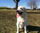 ペットのいるお友達や記念日のプレゼントにします 最高に可愛いあなたのペットの写真をイラストに！ イメージ6