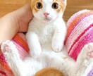 ペットの気持ちをリーディングします 問題行動の原因をお伝えします✨ イメージ3
