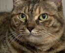 猫の飼い方教えます 産まれたときから猫と共に過ごした経験 イメージ4
