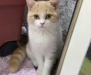 猫ちゃんの画像を格安で提供します お好みのねこちゃんの行動を写真で撮ってご提供します。 イメージ4