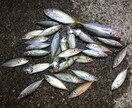 釣りに関するお話、お悩みお聞きします 【最長15日】実体験を基にお答えします！ イメージ2