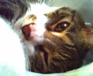 糖尿病猫に対してのインスリンの打ち方教えます 注射を打つのが難しい、愛猫をなるべく苦しませたくない方へ イメージ1