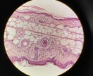 皮膚科学に基づいた本当のお肌ケアを教えます 東大大学院出身の皮膚研究者が教える本物の肌ケア！ イメージ2