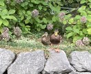 あなたに寄り添いお話聞きます 家族、夫婦、子育て、人間関係話などのお話し全て受け止めます イメージ4