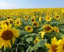 北海道の行きたいところへ、代わりに行きます 自由に旅行がしにくい昨今、あなたに代わって北海道を旅行します イメージ5