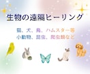 生物全般の遠隔ヒーリングを行います ペットの癒しや、品評会や競技会、繁殖などをサポートします イメージ1