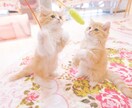 人間不信！！誰も信じられない貴方の居場所になります 癒しボイスOLが、人に疲れた貴方の愚痴、悩み、相談聞きます。 イメージ2