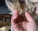 トイプードルの癒しの写真を提供します トイプードルのかわいらしい日常をお届けします イメージ5