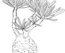 ビザールプランツ、多肉植物の線画イラスト描きます 植物のお写真から線画のイラストを描きます イメージ3
