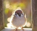 貴方の心を軽くします 遠慮なく、教えてください。貴方のお話しを聞かせてください。 イメージ1