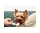 ケアアドバイザーがペットの歯のケア相談に乗ります 動物プロフェッショナルケアアドバイザーがお悩みに答えます！ イメージ1