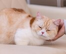 うちの子が1番✨あなたの愛猫の自慢話をお聞きします 誰より猫に癒されたい僕が、とことん猫トークにお付き合いします イメージ10