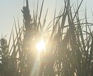 自己肯定感を上げるサポート致します 今の自分を変えたい方、必要な癒しヒーリングお届けいたします♡ イメージ4
