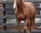 競馬予想あなたの代わりにします ご自分の予想があと少しで外れる方必見です。 イメージ1