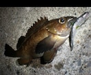 北海道室蘭の釣り場について教えます ソイやアブラコ（アイナメ）の良型を釣りたい人へ！ イメージ1