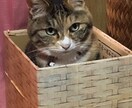 誰にも言えないお悩み、愚痴、なんでも聞きます 癒しの京ことばであなたのお悩みに寄り添います♡ イメージ1