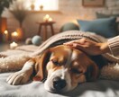 初回限定価格｜ペットを丁寧にヒーリングいたします 大切なペットに元気でいてほしい飼い主様のためのサービスです イメージ9