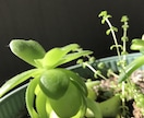 心が疲れたり、話を聴いてほしい方にオススメします 秘密厳守。悩み相談に初心者心理カウンセラーが寄り添います。 イメージ1