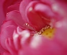 開運 Photo card をお送りします ＊Lotus Energy！＊高次元＊お花のパワーと癒し イメージ1