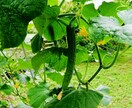 中・上級者向け！野菜づくりのコツお教えします 元農業学校講師があなたをサポート！！ イメージ1
