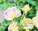 才能開花！繁栄促進↑3種の神次元DNA超覚醒します オプションで人生が祝福の波に乗る驚異的な幸福連鎖ご利益提供中 イメージ7