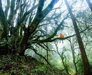 今お持ちの精油を使ったブレンド10種教えます プロが厳選した\(ϋ)/♩アロマブレンドバリエーション☘ イメージ1