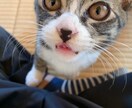 愛猫の日常、提供します cat life♡♡♡   トラ　ゴマ　ムギ イメージ2