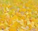 ＨＳＰの生きづらさ、理解されない苦しみに共感します あなたが安心して生きられるように、HSPの私が寄り添います* イメージ5