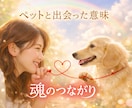 飼い主様とペットちゃんの魂のつながりを読み解きます この子と出会った意味を知りたいあなたへ イメージ1