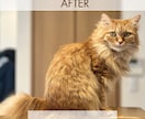 猫のプロが教える！スマホ撮影上達をサポートします 猫歴20匹×プロ18年の撮影添削 イメージ4