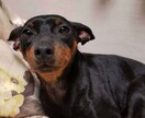 多頭飼い等犬の飼育悩み相談にのります ペット介護士資格あり。犬4匹飼ってます。 イメージ3