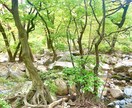 風景写真の写真提供を行います 韓国在住の私が韓国でしか撮れない風景写真を提供します！ イメージ1