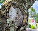 樹木医がオンラインで樹木を診断します 大切な樹の調子が悪い、その「なんで？」にお答えします。 イメージ2