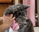 アロマで快適！簡単な愛犬の日常ケアをお伝えします ワンちゃんの口臭やカイカイ、気になりませんか？ イメージ2