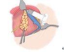 医療従事者の方オススメ！医療系の挿絵制作します 学会やプレゼンで使う資料の挿絵採用実績あり イメージ5