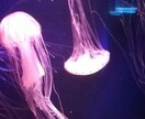 30分間リピーター様枠になります 30分間リピーター様。17000 イメージ1