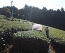 日本茶の提供・オペレーション・インスタ運用できます お茶の子さいさい　茶人として培ってきたことでのサポート イメージ2